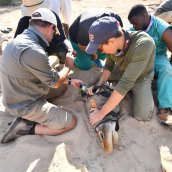 Zander Galli helps put a tracking device on a giraffe